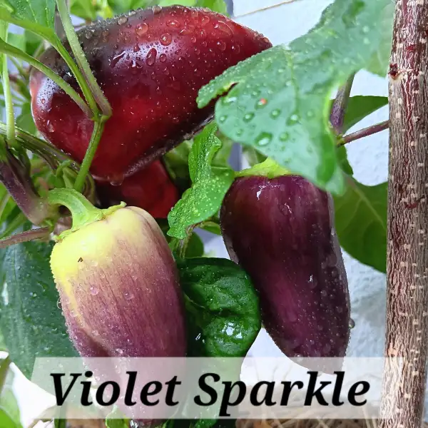 Paprika: violet Sparkle