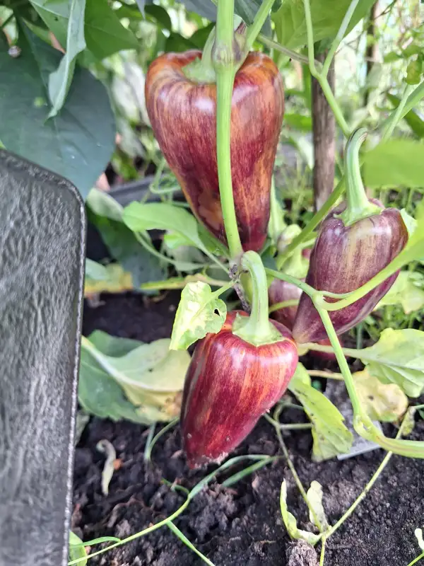 Chili / Paprika: Violett Sparkle - Paprika