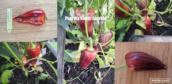 Chili / Paprika: Violett Sparkle - Paprika