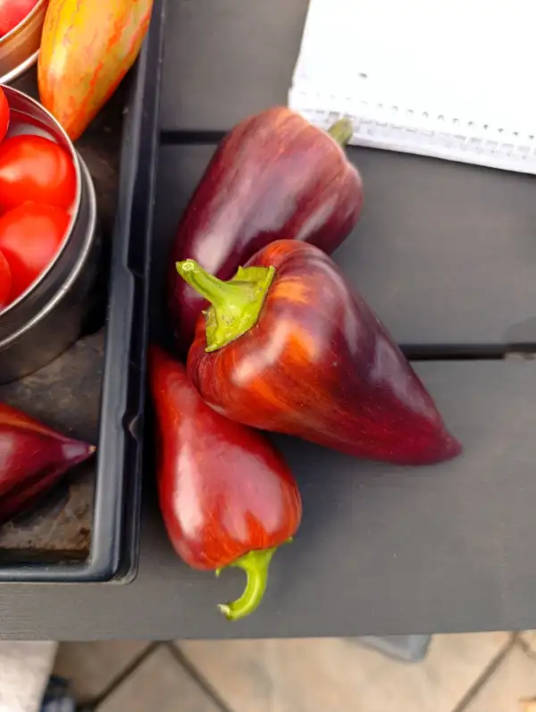 Chili / Paprika: Violett Sparkle