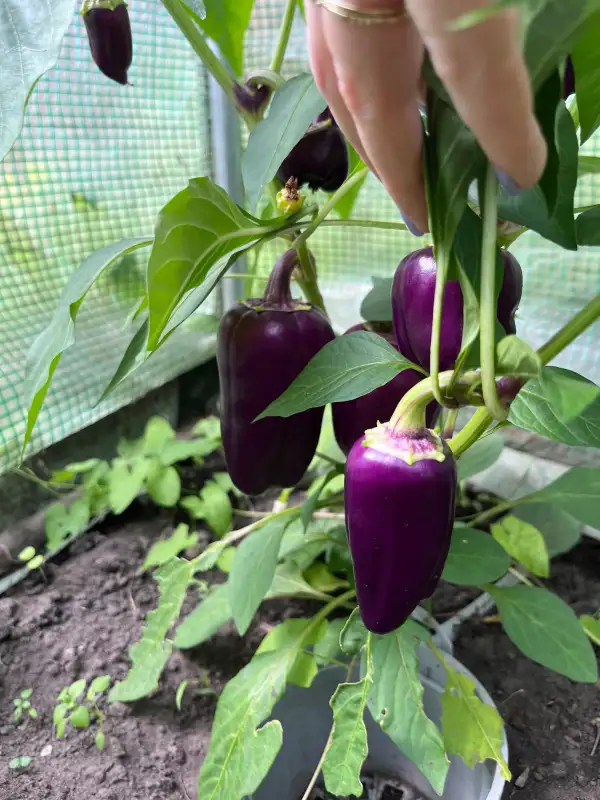 Chili / Paprika: Violett Sparkle Paprika