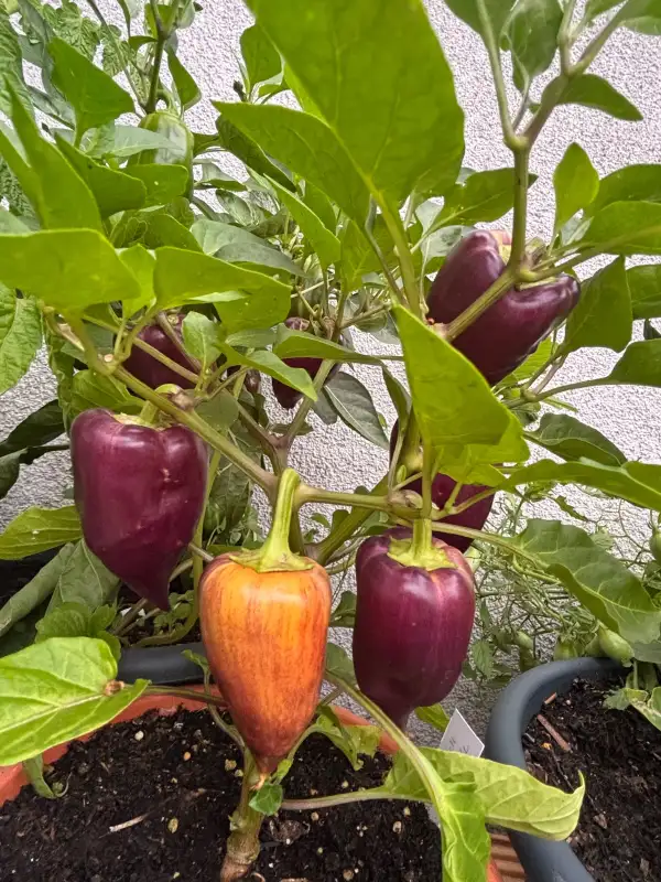 Chili / Paprika: Violett Sparkle / Snackpaprika süß