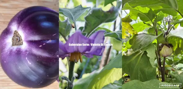 Auberginen: Violetta Di Firenze