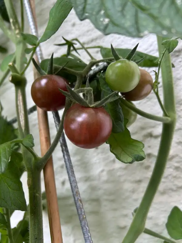 Tomaten: Violette Kirsche