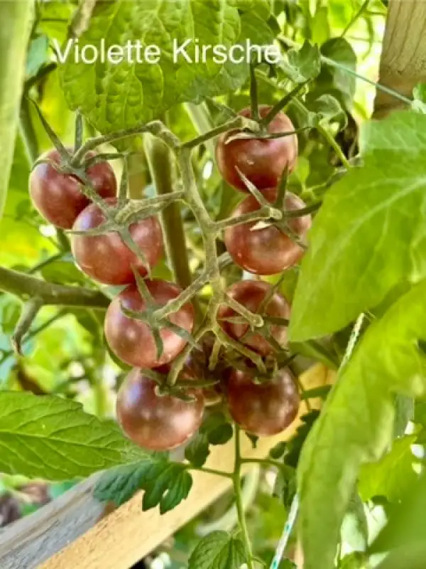 Tomaten: Violette Kirsche