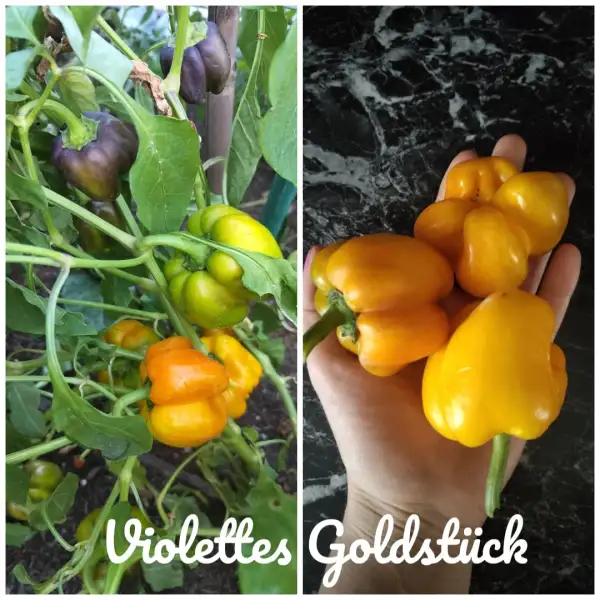 Chili / Paprika: Violettes Goldstück (2024) Paprika