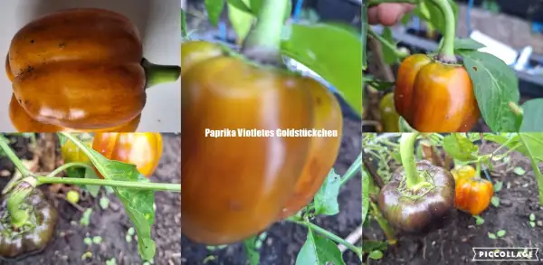 Chili / Paprika: Violettes Goldstückchen - Paprika