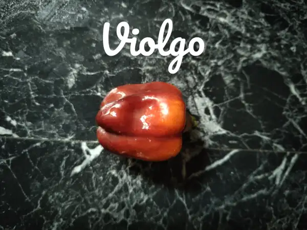 Chili / Paprika: Violgo (2024) Paprika