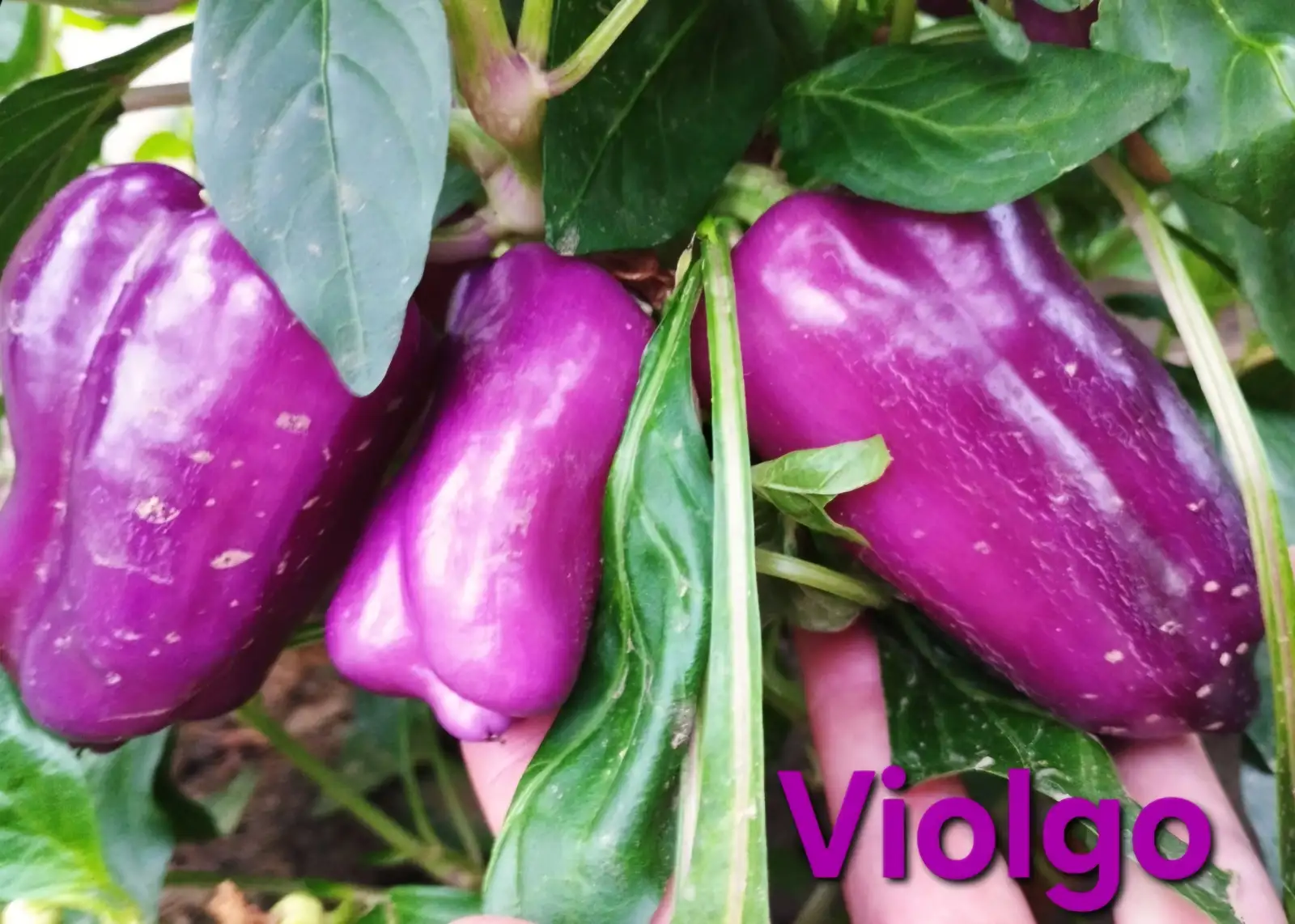 Chili / Paprika: Violgo