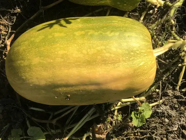 Kürbisse: Virginia Mammoth