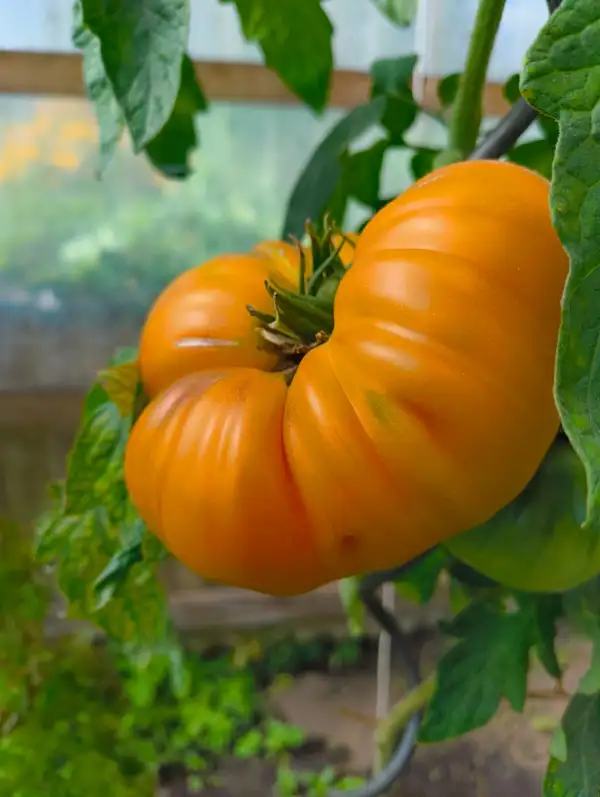 Tomaten: Virginia Sweets