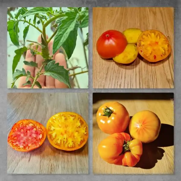 Tomaten: Virginia Sweets