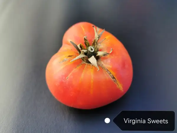 Tomaten: Virginia Sweets