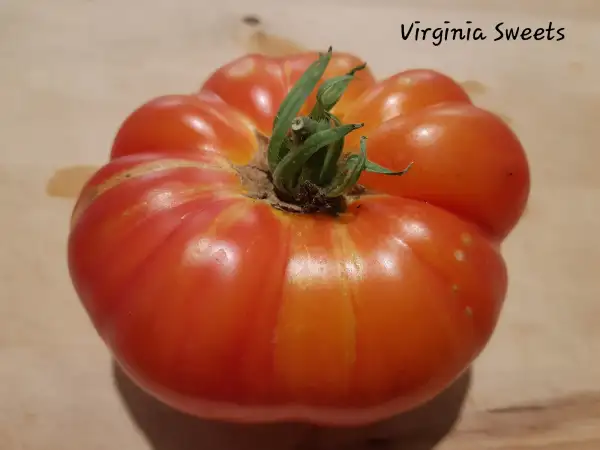 Tomaten: Virginia Sweets