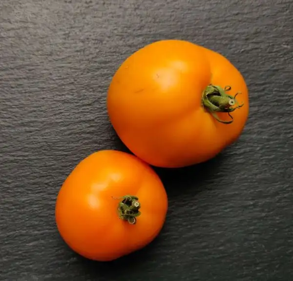 Tomaten: Vitamina