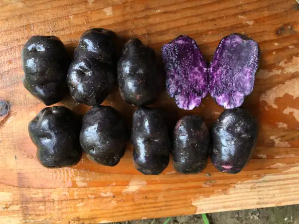 Kartoffeln: Vitelotte