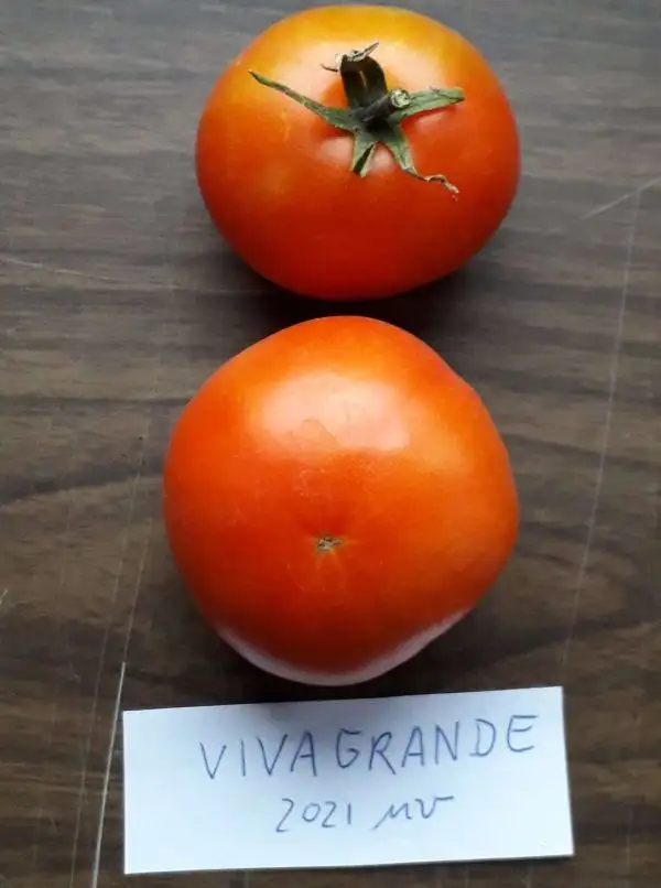 Tomaten: Vivagrande