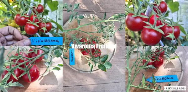 Tomaten: Vivaroma - Freilandgeeignet