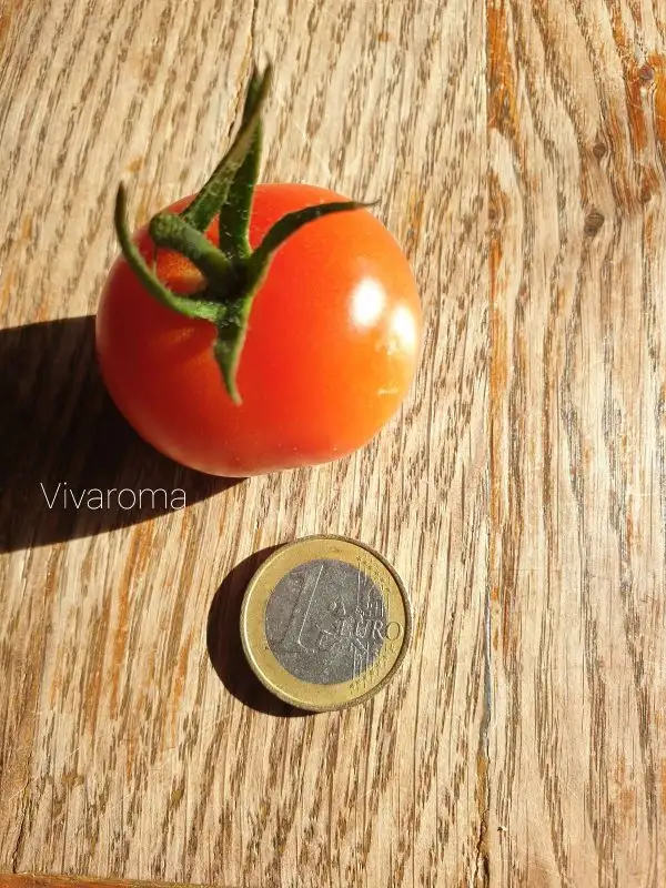 Tomaten: Vivaroma