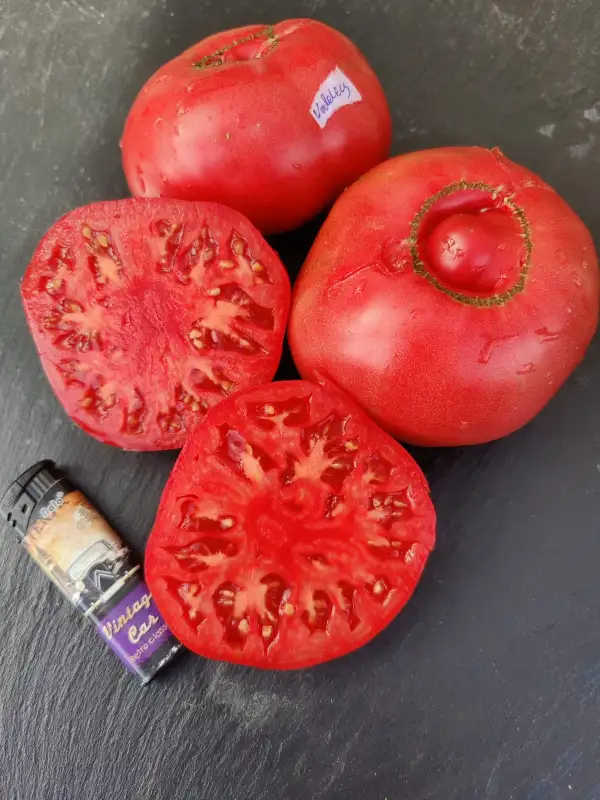 Tomaten: Vodeley Malinowi