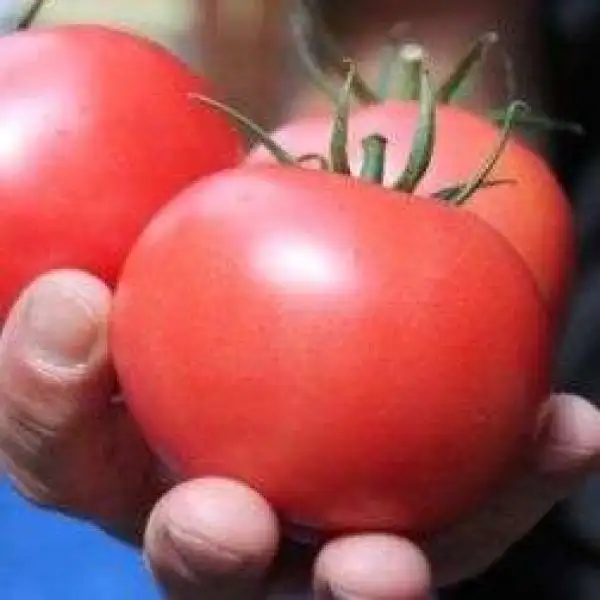 Tomaten: Vodoley Malinowij