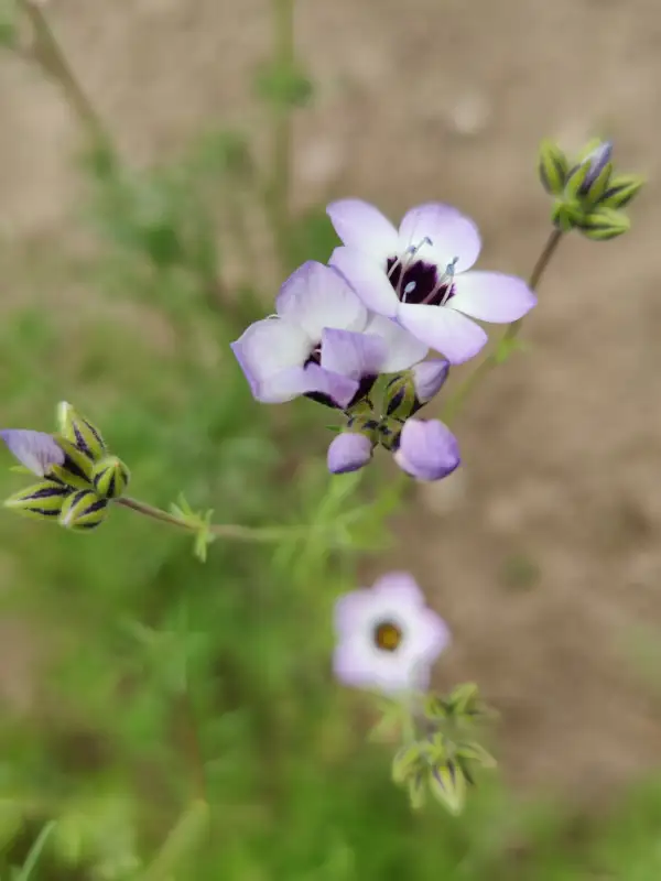 Blumen: Vogeläuglein