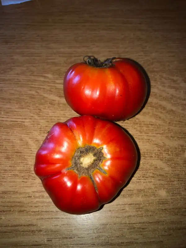 Tomaten: Voinice de Dobretu