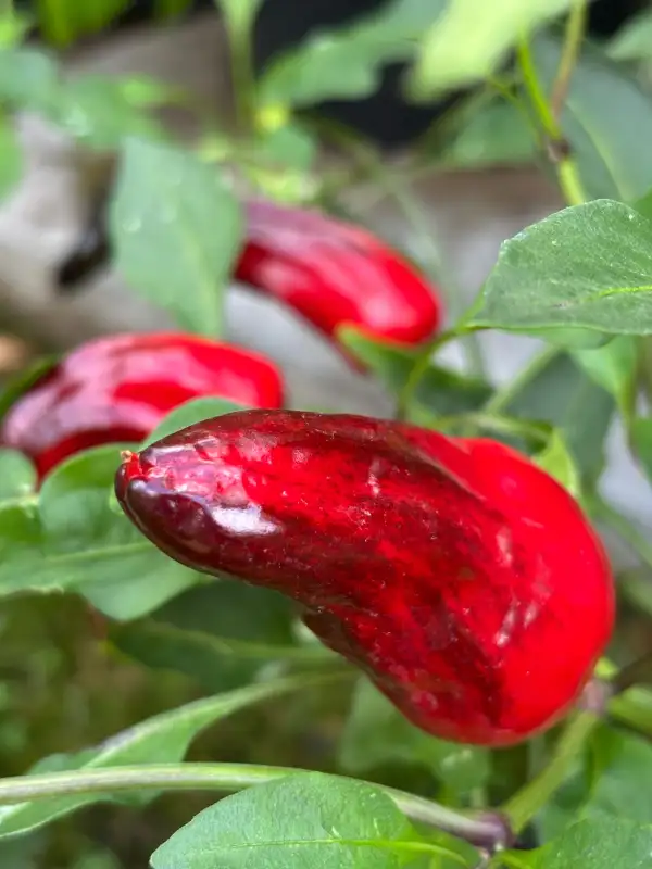 Chili / Paprika: Volcanic Lightning - Schärfe 2-3