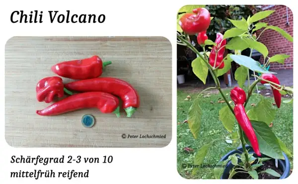 Chili / Paprika: Volcano
