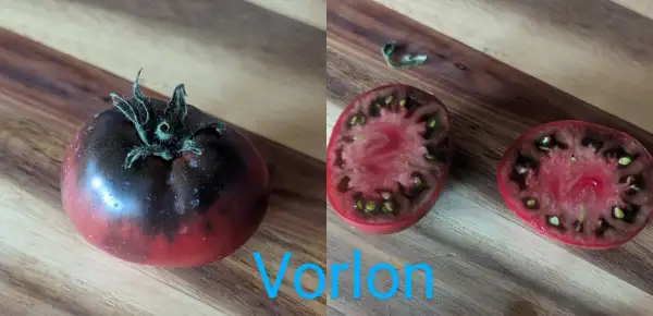 Tomaten: Vorlon