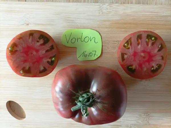 Tomaten: Vorlon