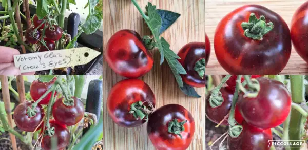 Tomaten: Vorony Glaz - ( Crows Eyes )
