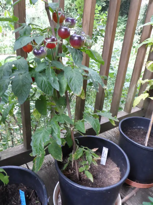 Tomaten: Vorony Glaz ( Kat# 2934 )