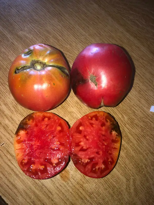 Tomaten: Vostochnaya Pyshka