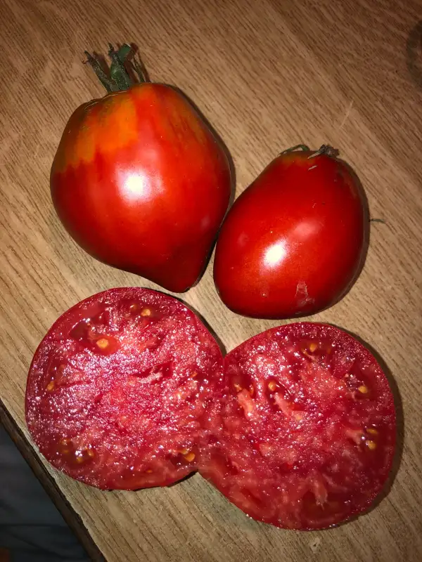 Tomaten: Vova Putin