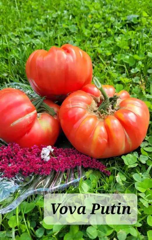 Tomaten: Vova Putin