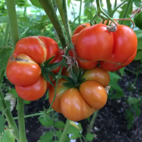 Tomaten: Voyage