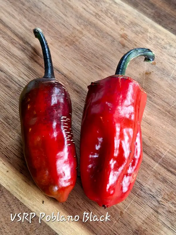 Chili / Paprika: VSRP Poblano Black