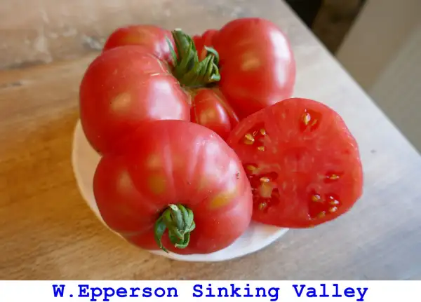 Tomaten: W.Epperson Sinking Valley