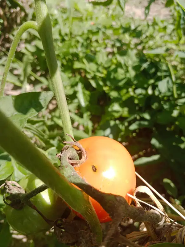 Tomaten: W4tler Orange