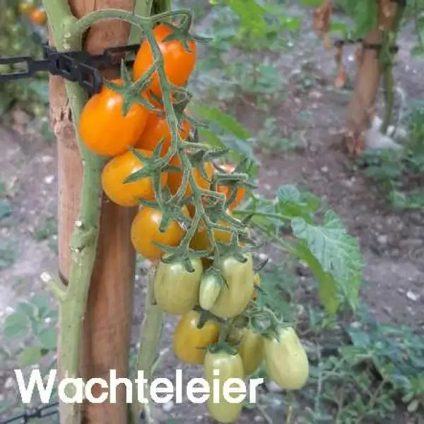 Tomaten: Wachteleier