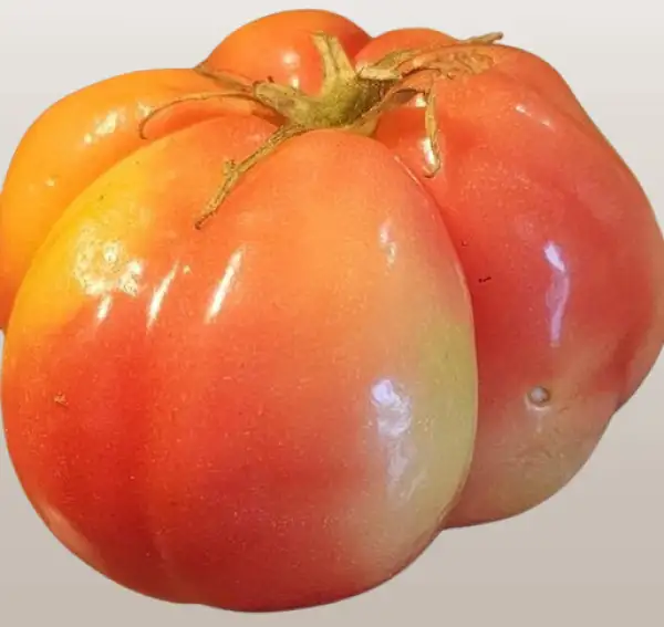 Tomaten: Wading Deep