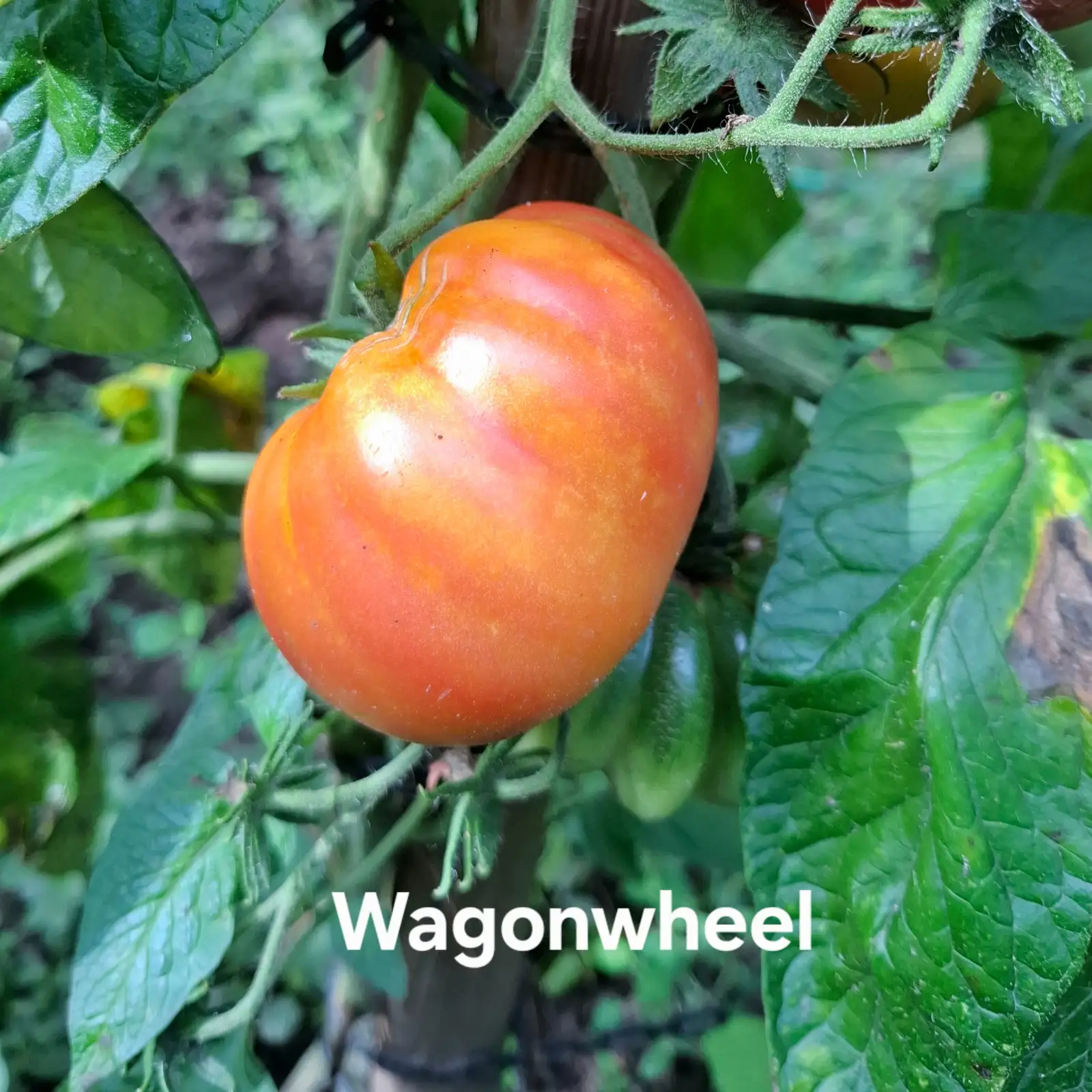 Tomaten: Wagonwheel