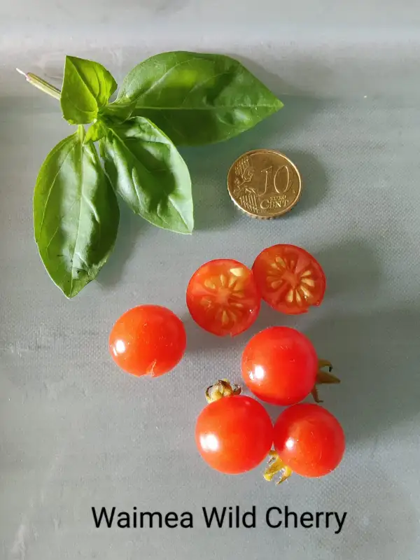 Tomaten: Waimea Wild Cherry