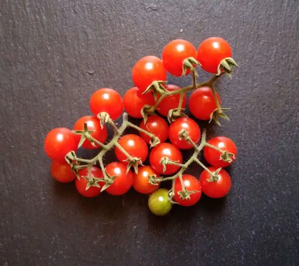 Tomaten: Waimea Wild Cherry