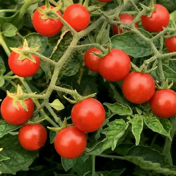 Tomaten: Waimea Wild Cherry