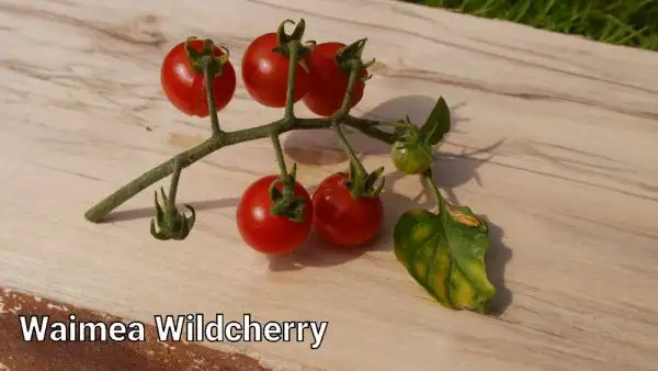 Tomaten: Waimea Wildcherry