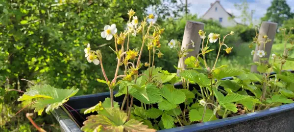 Beeren: Walderdbeeren