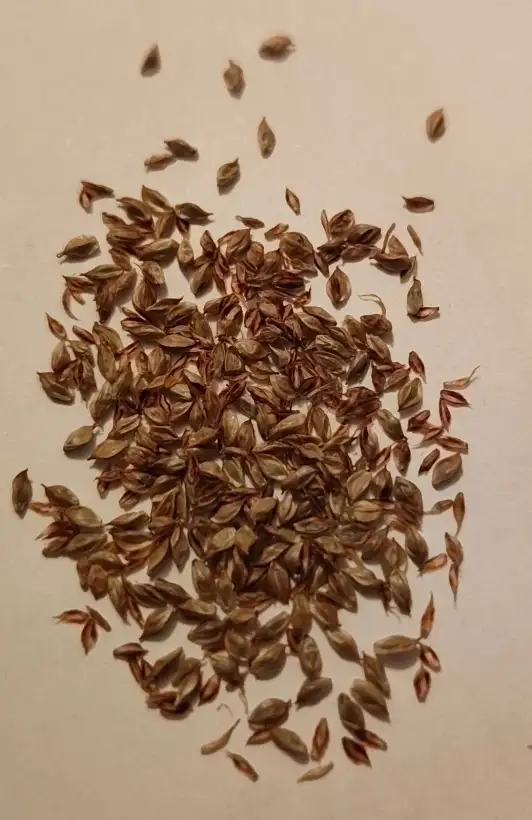 Stauden / Gehölz: Waldsegge Carex pendula