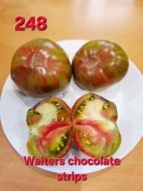 Tomaten: Walter